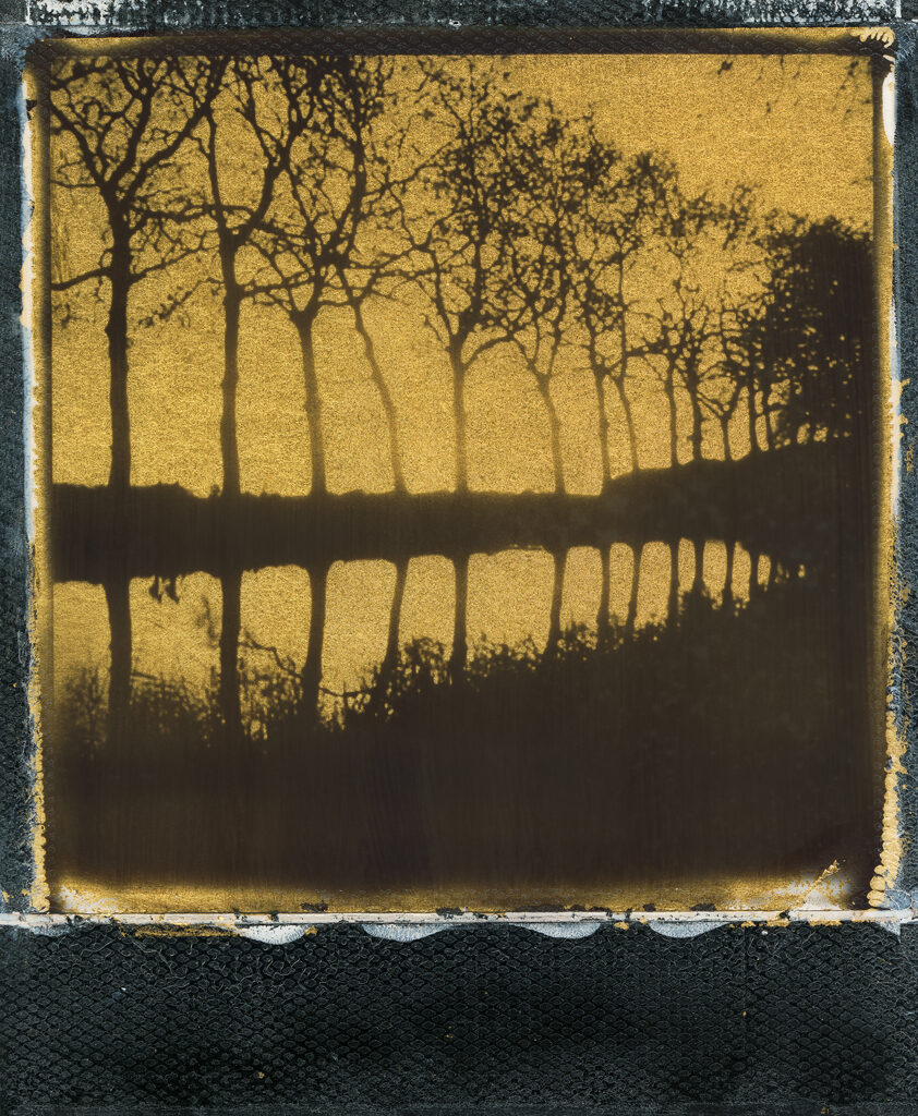 Trees Along The River