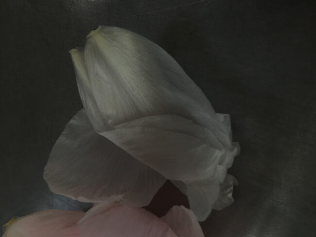 Künstler spezial: Hildegard Theodora Monssen