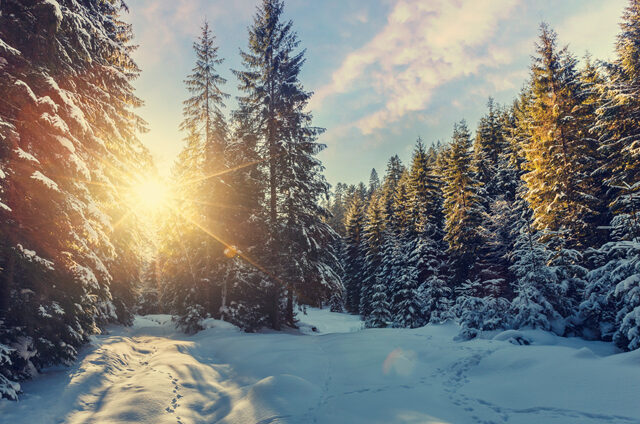 Frohe Festtage | Joyeuses fêtes